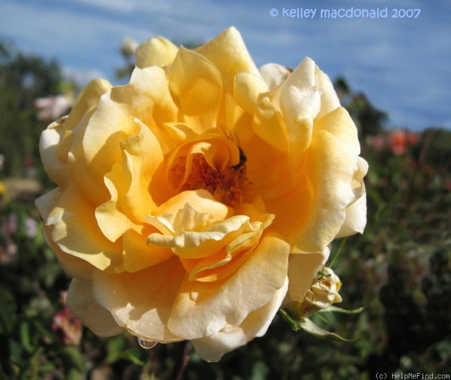 'Johnnie Walker' rose photo