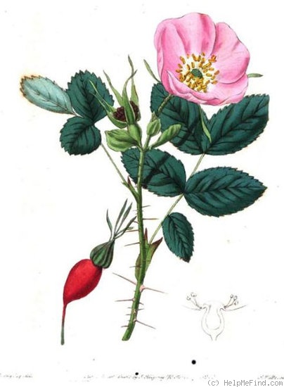 '<i>Rosa acicularis</i> Lindl.' rose photo