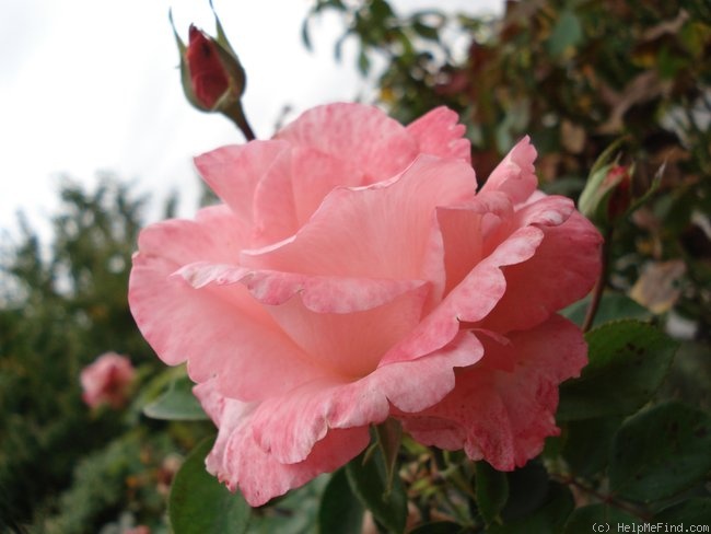 'Diane de Poitiers (hybrid tea, Croix, 1985)' rose photo