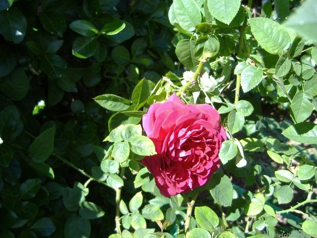 'The Prince ®' rose, click to enlarge 'The Prince ®' rose photo