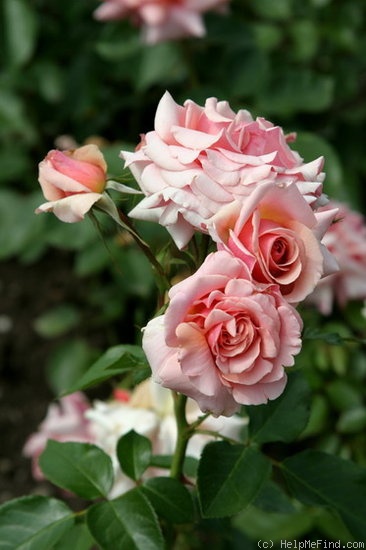 'Poesie (hybrid tea, Warriner before 1974)' rose photo