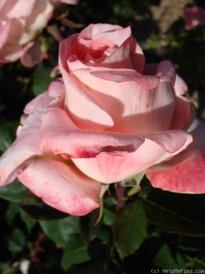 'Nella Martinetti' rose photo