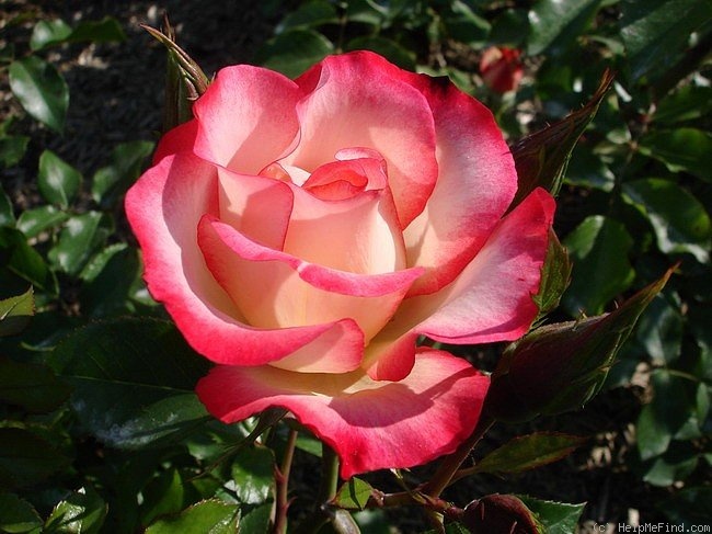'Cocorico 89' rose photo