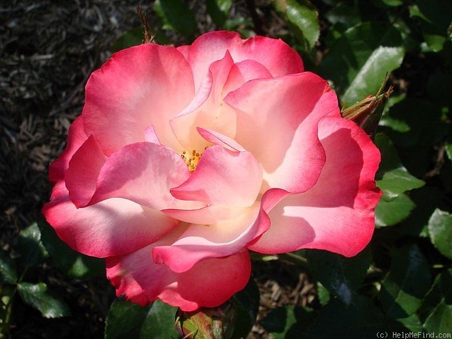 'Cocorico 89' rose photo