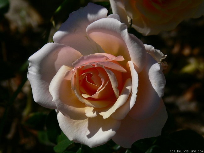 'Lady Jane Grey ™ (hybrid tea, Harkness, 1997)' rose photo