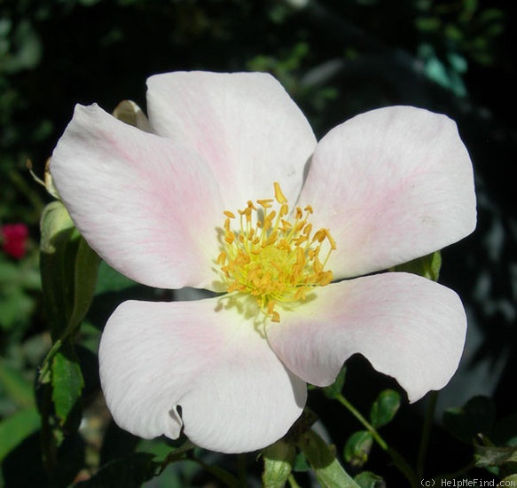 'CTXSL' rose photo