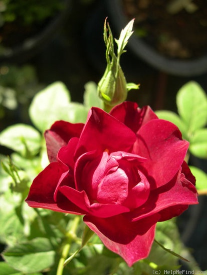 'ILCOP1' rose photo