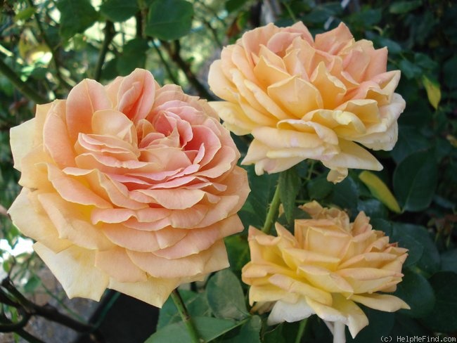 'Arlequin ® (shrub, Meilland Richardier, 2004)' rose photo