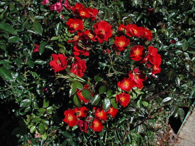 'Red Flower Carpet' rose photo