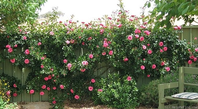 'Pink Perpétué (Large Flowered Climber, Gregory, 1965)' rose photo