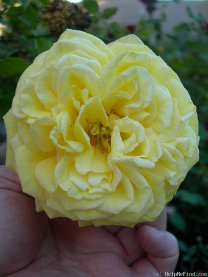 'Roberta Bondar' rose photo