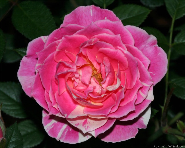 'Peppermint Parfait (Miniature, Moore, 1992)' rose photo