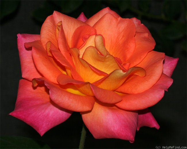 'Veldfire' rose photo