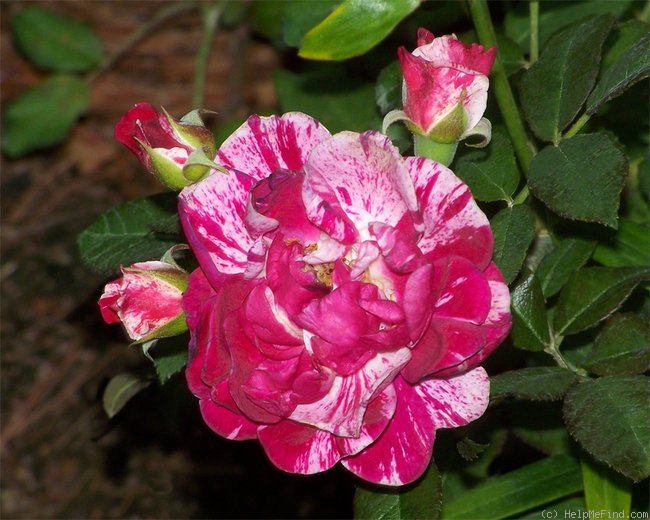 'Moore's Striped Rugosa' rose photo