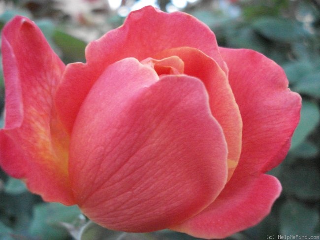 'Aquarelle (hybrid tea, Croix, 1980)' rose photo