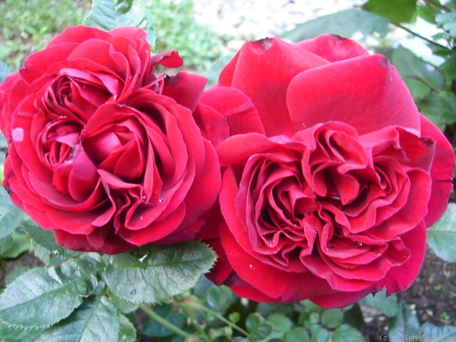 'Braveheart ™ (shrub, Clements, 1998)' rose photo