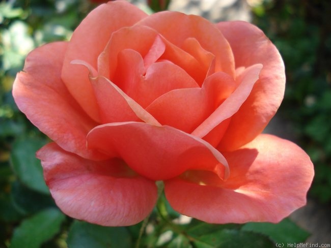 'Wishing' rose photo