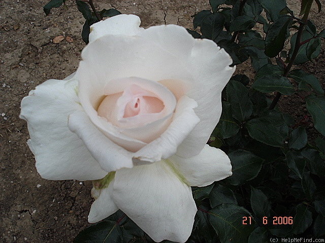 'April Moore' rose photo