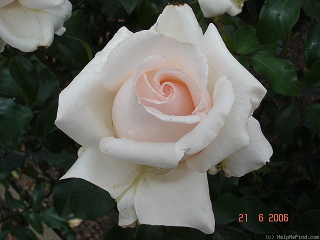'Bill Heath' rose photo