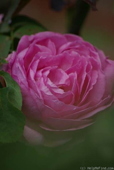 'Charles XII (bourbon, Dickerson, 2000)' rose photo