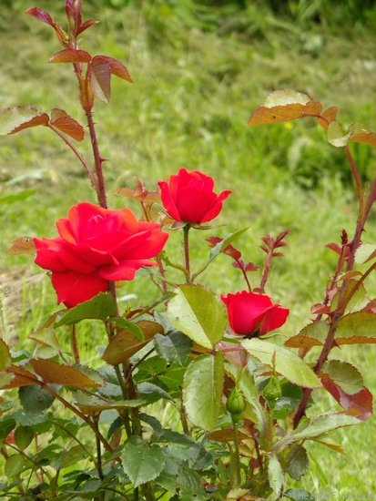 'Brillant (shrub, Kordes, 1983)' rose photo