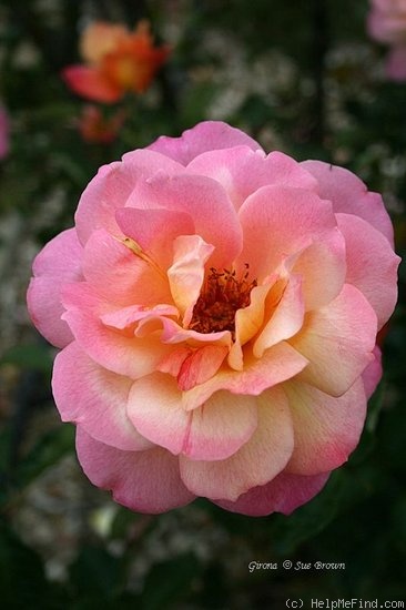 'Girona' rose, click to enlarge 'Girona' rose photo