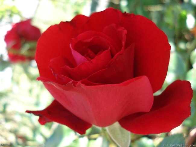 'Jacques Prévert ®' rose photo