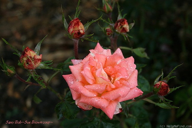 'Saxy Bob' rose photo