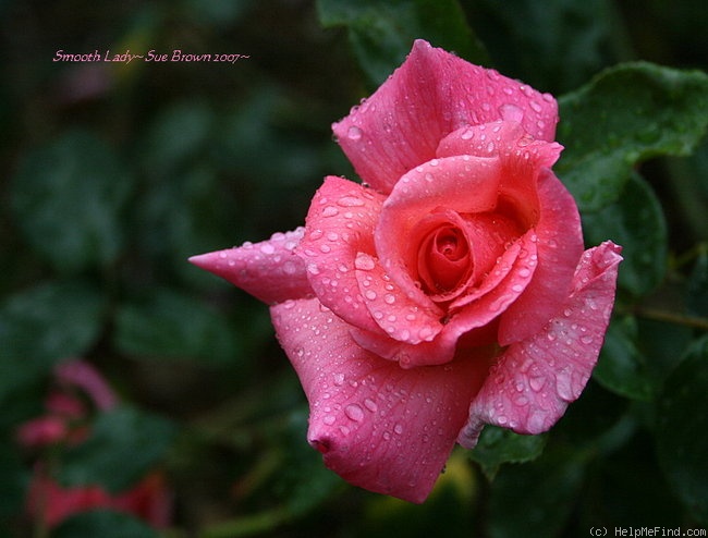 'Smooth Lady' rose photo