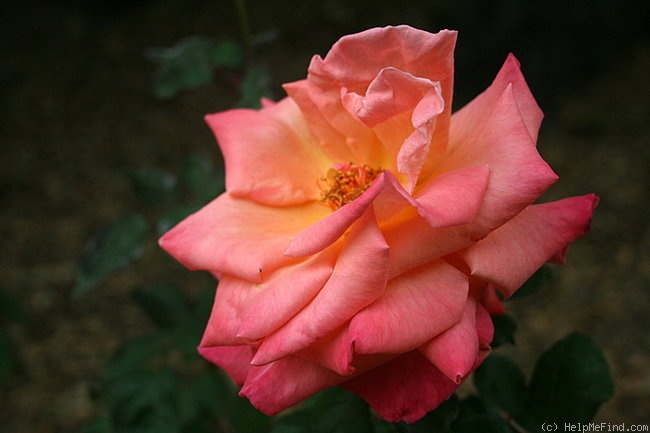 'Christopher Columbus (hybrid tea, Meilland, 1992)' rose photo