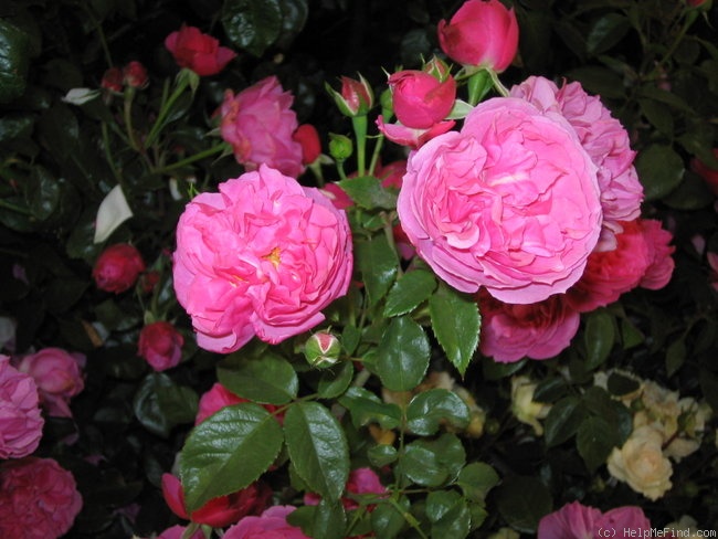 'Indianna Mae' rose photo