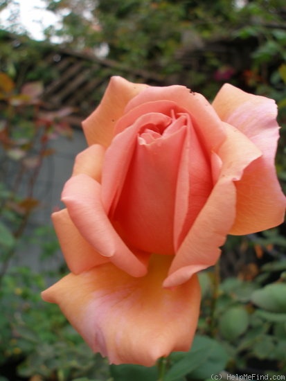 'Los Angeles' rose photo