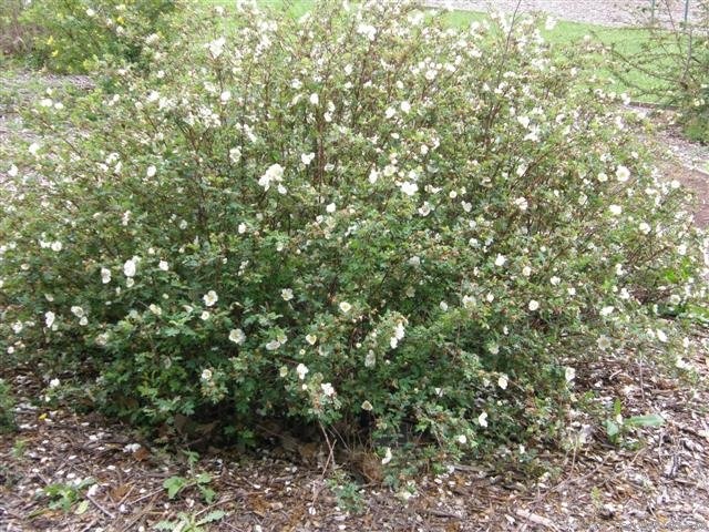 '<i>Rosa pimpinellifolia</i> L. synonym' rose photo