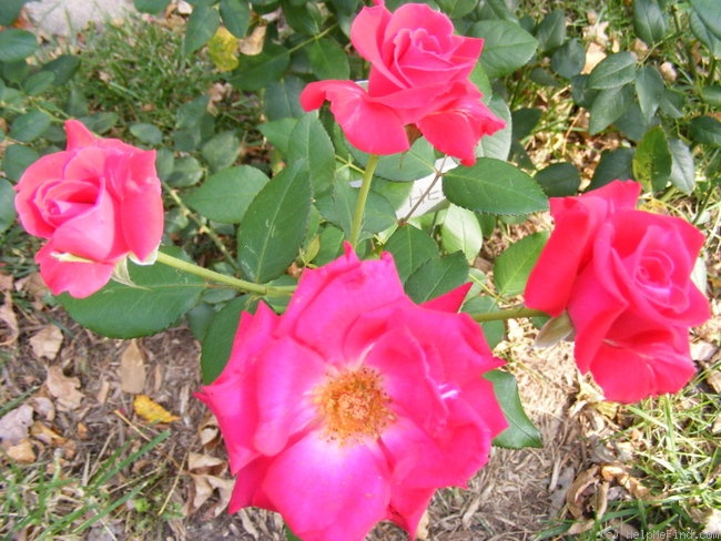 'My Hero ™ (shrub, Lim & Twomey, 2003)' rose photo
