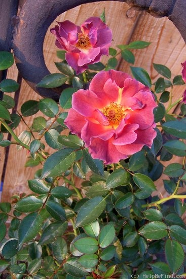 'Pennies From Heaven ™' rose photo