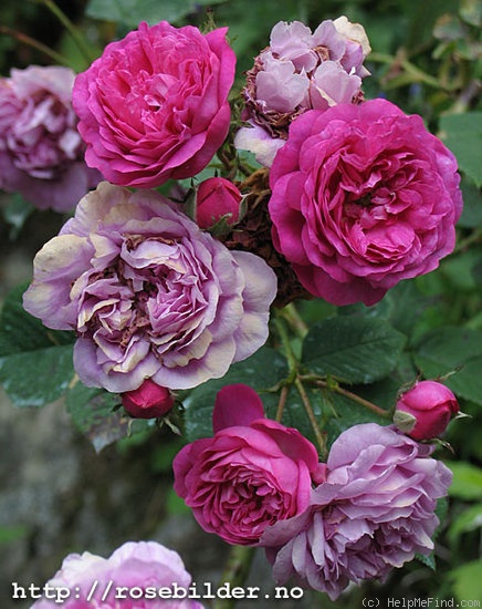 'Ernst G. Dörell' rose photo