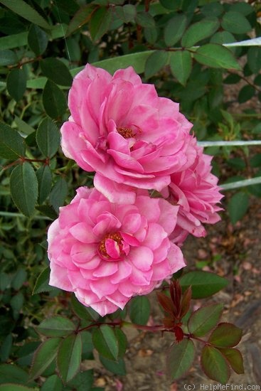 'Orchid Jubilee ™' rose photo