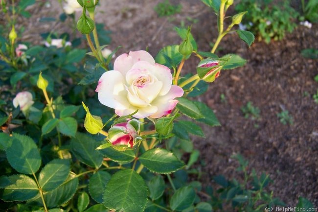 'Rainforest' rose photo