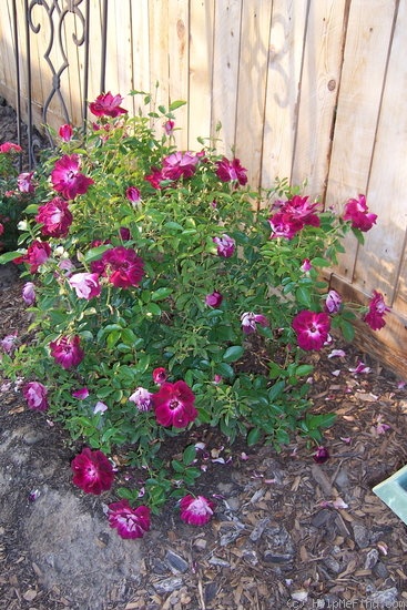'Burgundy Iceberg' rose photo