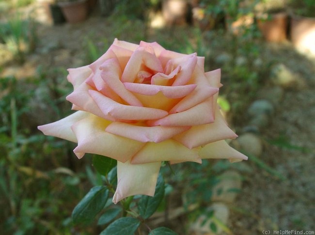 'The Lady' rose photo