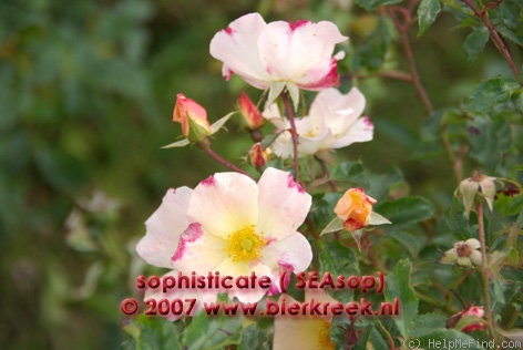 'Sophisticate' rose photo