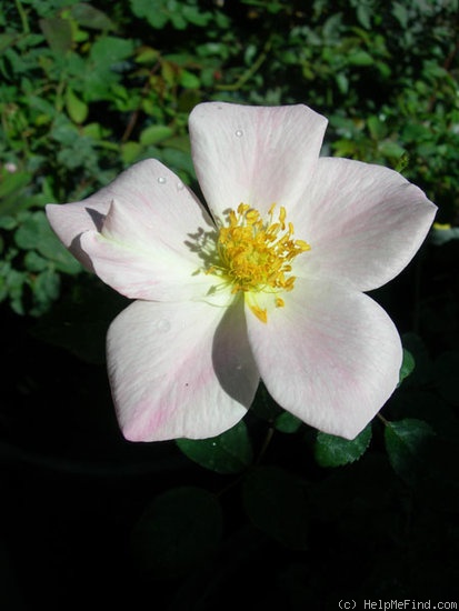 'CTXSL' rose photo