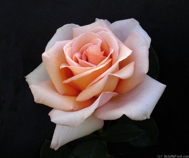 'Sunset Celebration ™' rose photo