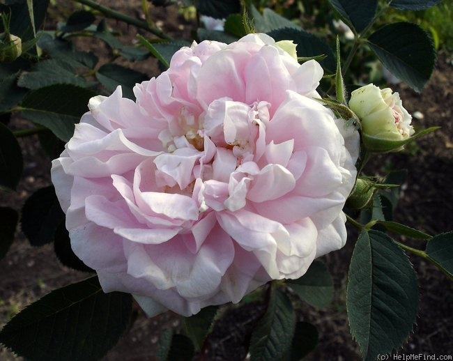 'Cuisse de Nymphe Émue' rose photo