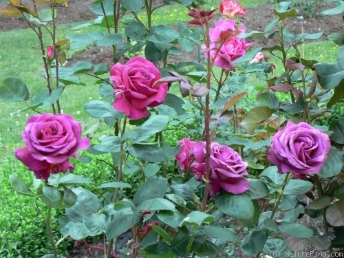 'Big Purple' rose photo