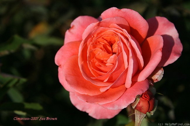 'Cimarosa' rose photo