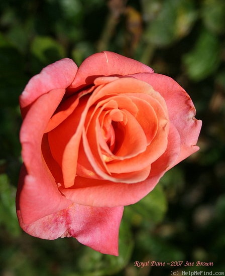 'Royal Dane ®' rose photo