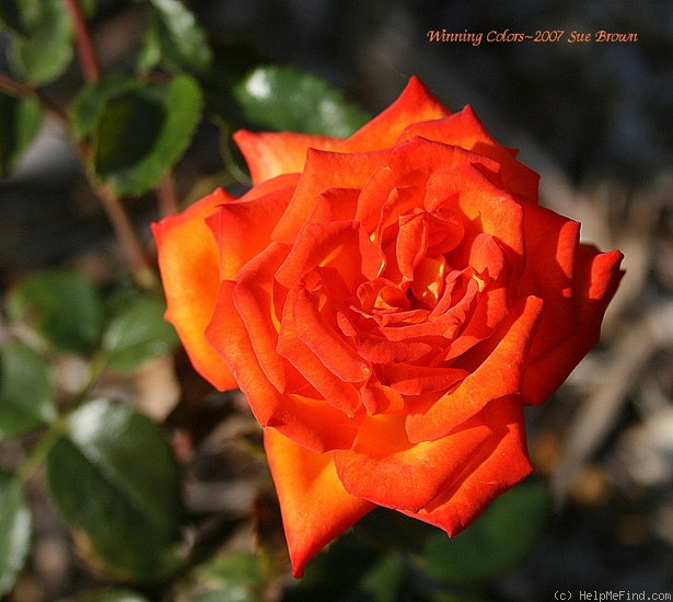 'Winning Colors ™' rose photo