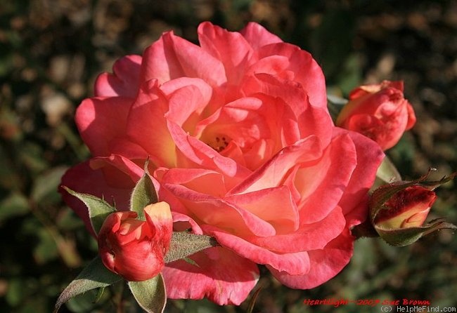 'Heartlight' rose photo