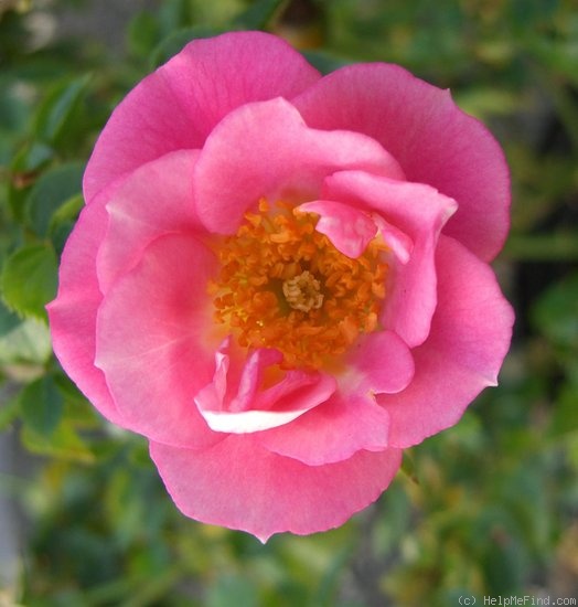 'Darla ™' rose photo